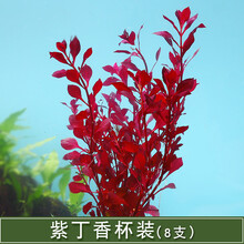 天弗 鱼草缸装饰水草造景套餐活体植物懒人绿菊中后景淡水有茎水草真草【1件不发，1件不发】 紫红丁香1杯8支