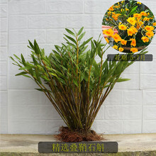 四川夹江叠鞘石斛苗赤水金钗石斛霍山铁皮石斛苗盆栽石斛兰洋兰花 精选叠鞘一斤 裸根不带土