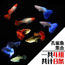 豆乐奇 孔雀鱼 凤尾鱼 繁殖鱼 胎生鱼 热带鱼观赏鱼淡水鱼百万鱼活体鱼小型鱼彩虹鱼孔雀鱼纯种孕母好养 特惠套餐D（图片所示）
