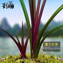 刘阁兰花苗 蕙兰红草 冬带花苞出售红芽红花精品好养室内阳台花卉盆栽绿植 4苗连体裸根