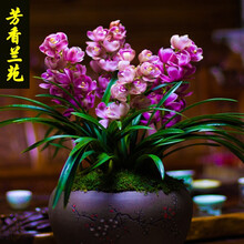 浓香型兰花苗四季开花盆栽四季兰室内花卉好养易活吸甲醛净化空气 红酒之恋2苗送兰肥