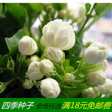 满天星种子易爆盆 易活 室内阳台植物盆栽观花卉种子 茉莉花30粒+盆土肥