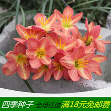 风雨兰种球进口重瓣韭兰葱兰花苗石蒜室内外庭院四季易活花卉盆栽 太阳舞(5球装) 其他