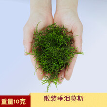 散装莫斯水草垂泪活体绑沉木鱼缸造景大三角莫丝树慕斯淡水植物 散装垂泪莫斯10克