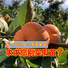 捷开柿子树树苗盆栽地栽嫁接无核火晶脆甜富平南方北方种植水果大树 临安无核方柿 粗度15公分【树形优美 结果多】