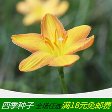 风雨兰种球进口重瓣韭兰葱兰花苗石蒜室内外庭院四季易活花卉盆栽 happy(5球装) 其他