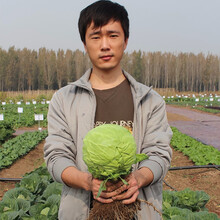 寿禾抱子甘蓝种子孢子甘蓝苗春夏季播种富兰克林高产种籽阳台四季冬季盆栽种菜大棚寿光蔬菜种孑菜籽包菜种苗 农家绿甘蓝种子 100粒