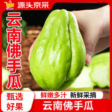 京源采云南佛手瓜新鲜整箱丝瓜洋瓜寿瓜丰收瓜孕妇宝宝蔬菜单果200g起 5斤