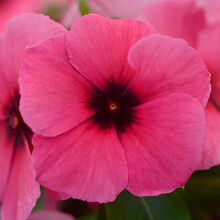 【虹越】春夏播种 花卉种子 醉蝶花长春花向日葵太阳花 萌吖吖系列盆栽切花种子 长春花 刺青树莓