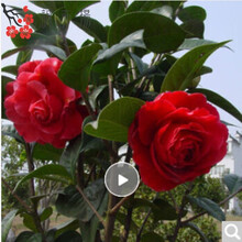 盆栽茶花苗 四季香妃茶花盆栽带花苞浓香型庭院室内好养五色赤丹树苗花卉植物 精品五色茶花 南海红茶 5年苗