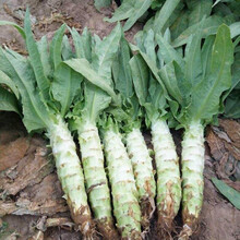（正常发货)莴笋种子四季白尖叶莴笋 温棚一号耐寒莴笋种子夏季耐热早熟蔬菜种子尖叶绿肉莴苣种子 四季白尖叶莴笋种子10克