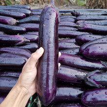 寿禾 甜糯烧烤茄种子酥松口感烤食专用茄子种籽冬季蔬菜菜籽种籽 甜糯烧烤茄种子 150粒（50粒x3包）