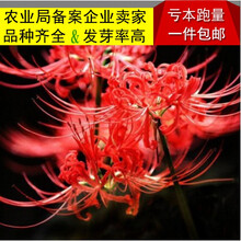 彼岸花种球套装红花石蒜花曼珠沙华 花卉盆栽种球曼陀罗观花植物 混色(10球装) 其他
