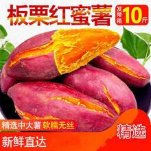 海南红心红薯 海南板栗红薯 海南红薯 生鲜糖心海南地瓜小红薯9斤 小红薯