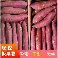 陕西临潼新鲜板栗红薯地瓜现挖现发干甜粉糯红薯2/5/10斤番薯 5斤中薯 新鲜