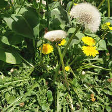 萌肉居 草坪种子花草种子花种子蒲公英新种子野生蒲公英 蒲公英种子婆婆丁种子 /蒲公英种子0.25kg装