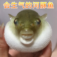河豚观赏鱼水族宠物汽泡鱼弓斑潜水艇斑马狗头热带淡水活体鱼 青弓斑13-14cm1条 送养殖海盐500克