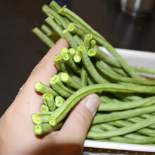 梦里丹特长绿先锋豇豆种子绿条长豆角种子四季豆春秋播高产四季蔬菜种籽 乳白色
