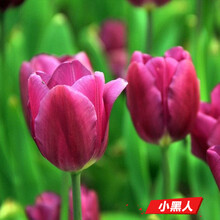 郁金香种球荷兰进口室内阳台郁金香种子花苗盆栽水养耐寒花卉植物 小黑人（郁金香五球装+肥） 6CM及以上