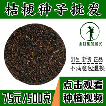 山谷里的居民 新产桔梗种子中药材桔梗种子狗宝咸菜种子包发芽药用桔梗种子 桔梗种子包邮500粒