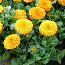 花琴 菊花种子波斯菊花种子格桑花种籽子四季开花易活花籽庭院室外花卉野花组合绿化工程种子/金盏菊半斤