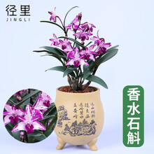 澳洲石斛 兰花苗 香水石斛 兰花 浓香石斛兰易活好养常青花卉盆栽 4苗香水石斛；简易盆发货