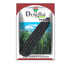 种菜记 黑糯玉米种子黑骨黑粒白轴甜加糯 黑香糯甜糯黑糯4号6号鲜食粘糯春夏播大田玉米种籽 西星黑糯一号100克(糯玉米)成熟后转色