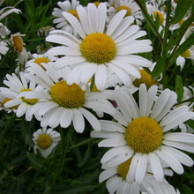 萌肉居 菊花种子波斯菊花种子格桑花种籽子四季开花易活花籽庭院室外花卉野花组合绿化工程种子/大滨菊0.25kg