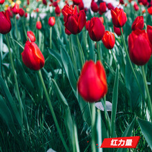 郁金香种球荷兰进口室内阳台郁金香种子花苗盆栽水养耐寒花卉植物 红力量（郁金香五球装+肥） 6CM及以上