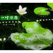 浮萍类水草一叶莲一片莲白色小花素雅鱼缸浮萍漂浮植物 一叶莲6-10cm一片(买三送一)