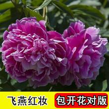 7年洛阳牡丹花苗盆栽花卉观花植物室内花庭院阳台四季长开 洛阳红【3颗+生根粉+复合肥 飞燕3颗+生根粉+复合肥】