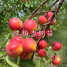 彭阳红梅杏树苗嫁接甜杏子树苗南北方庭院地栽种植特大苗当年结果 红梅杏树苗 5年高品质苗【当年结果】1棵
