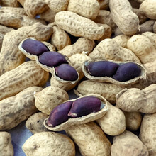 寿禾 山东寿光富硒黑花生种子仁高产四粒红花生种子红皮日本豆原料不带壳黑皮紫黑花生米蔬菜种子种籽 黑花生种子 1斤【带壳简装】