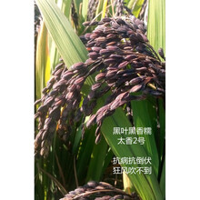纯正黑米水稻种子黑稻谷五彩米红米种子绿米种子泰国香米种子 绿叶 血糯紫糯黑香糯种子 标准配置