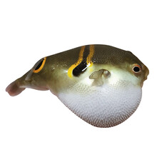 河豚观赏鱼水族宠物汽泡鱼弓斑潜水艇斑马狗头热带淡水活体鱼 青弓斑7-8cm2条 （送1备损共3条）