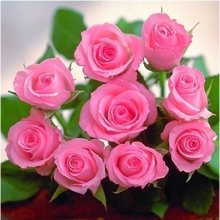 玫瑰花苗盆栽绿植花卉四季开花植物月季蔷薇苗茶花牡丹 贵族粉 不含盆