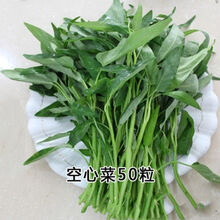 春夏秋冬四季播种植蔬菜种子套餐萝卜白菜秋葵阳台盆栽籽 空心菜50粒