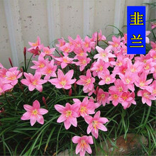 勿忘农 Wuwangnong 宿根花卉 商品搜索 京东