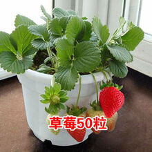 阳台盆栽水果草莓香菜籽葱种子蔬菜种子 白色 草莓50粒
