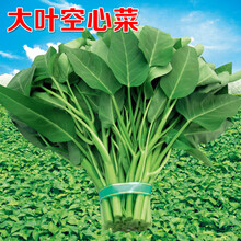 民汇园 大叶空心菜种子 蔬菜种子无心菜通心菜空筒菜可多次采摘 大叶空心菜（散装500克）