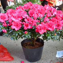 玖枝苑 杜鹃花苗 四季开花带花苞发货盆栽花卉 室内客厅阳台绿色植物盆景 印度红 六年苗（带花苞）