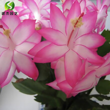 建杰园艺 蟹爪兰大苗带根发货盆栽蟹爪兰花苗 蟹爪兰盆景蟹爪花兰当年开花 粉红女郎