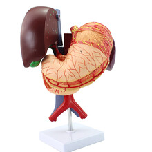 ENOVO颐诺 医学人体胃肝胆囊胰腺十二指肠模型胃结构消化系统器官消化内科消肝胰外科介入手术法医学培