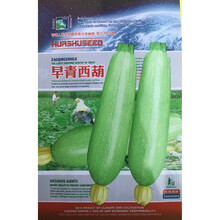 民汇园 蔬菜种子 早青西葫芦 瓠瓜 小南瓜 阳台盆栽 早熟高产四季种植