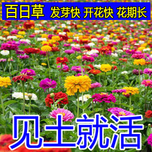 （菜友）百日草种子庭院绿化室外种子四季种开花不断混色花种子阳台花种 百日草混色100粒+生根粉