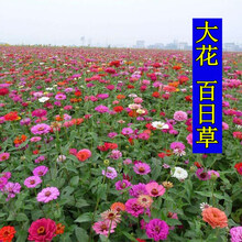 花萌萌 花种子室外四季种易活百日草花籽庭院路边绿化户外花草夏季耐热耐旱草花 百日草 绿色 2千粒