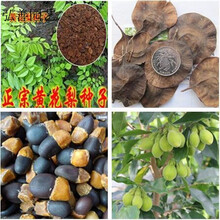 QCDD 印度小叶紫檀种子 红木檀香白檀 海南黄花梨树种子沉香木菩提种子 黄花梨50粒