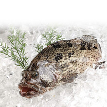 国际	鲟食生鲜 海鲜礼盒大礼包 东星斑 鲜活冷冻石斑鱼 老虎斑 海鲜水产 老虎斑鱼 500-600g/条