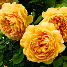 玫瑰花苗浓香型玫瑰苗当年开花玫瑰花月季花苗四季开花绿植花卉盆栽室内外观花植物蔷薇月季花苗 P黄金庆典 玫瑰花苗