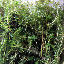 湖北洪湖水草 养殖虾蟹水草 吃不败 园艺用草伊乐藻 环保用草（一亩水面需要20斤） 10斤